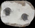 Two Beautiful Cyphaspides Trilobites - Jorf, Morocco (Special Price) #12249-5